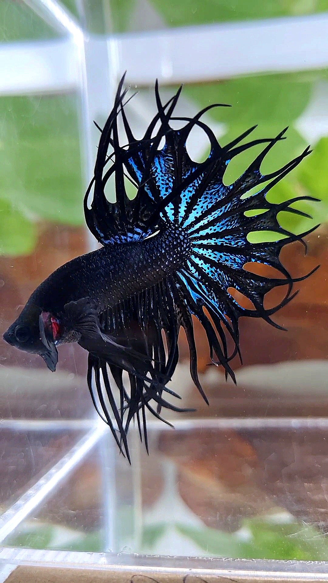 LUXURY KING CROWNTAIL BLACK ORCHID BETTA FISH