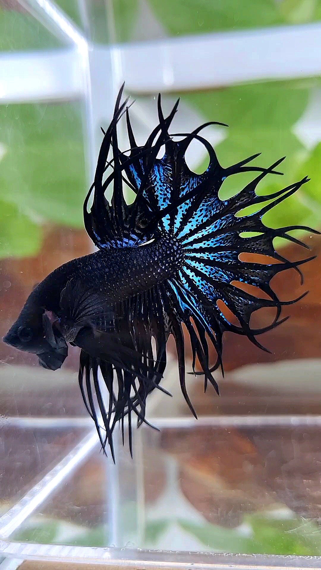 LUXURY KING CROWNTAIL BLACK ORCHID BETTA FISH