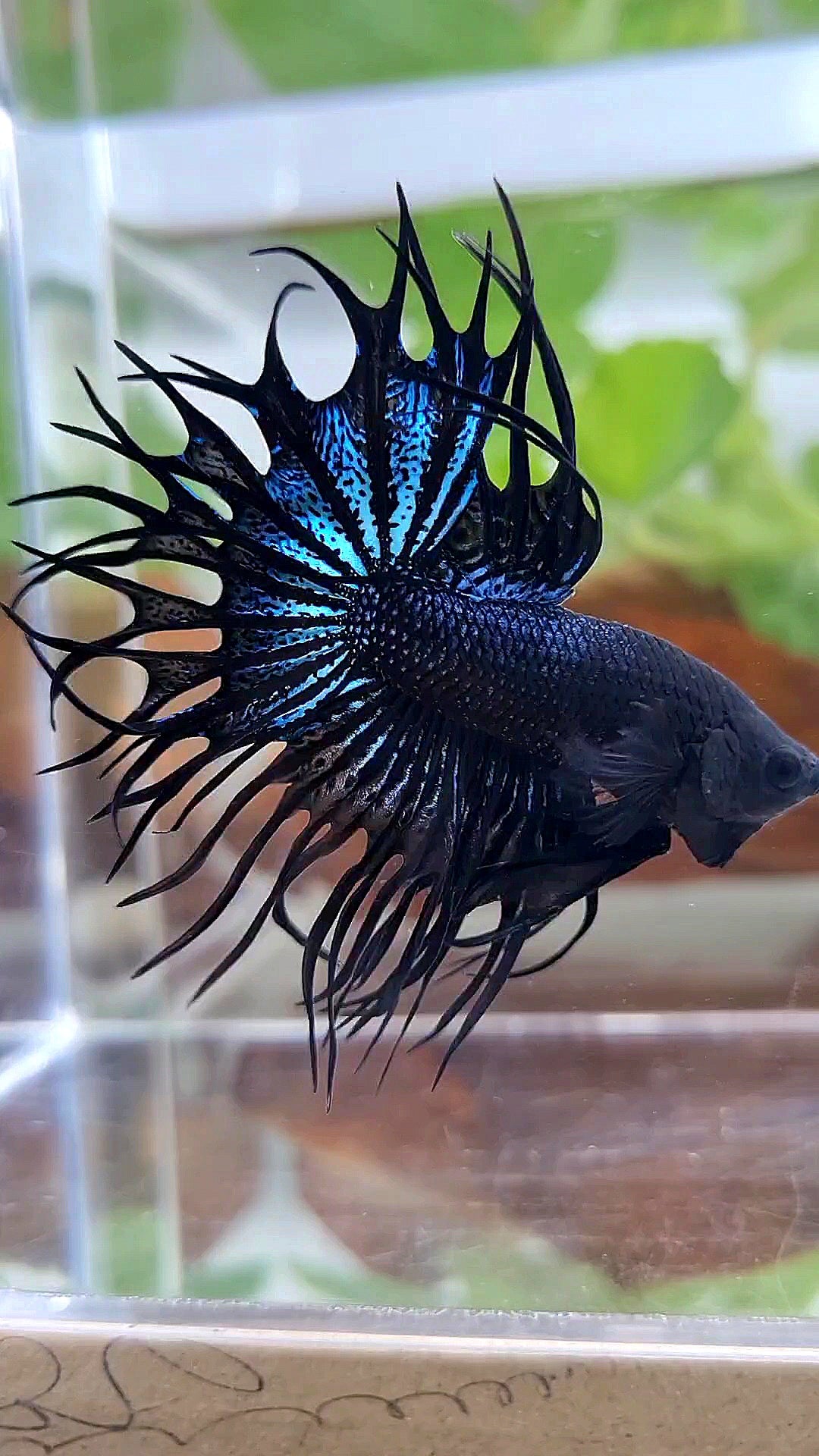 LUXURY KING CROWNTAIL BLACK ORCHID BETTA FISH