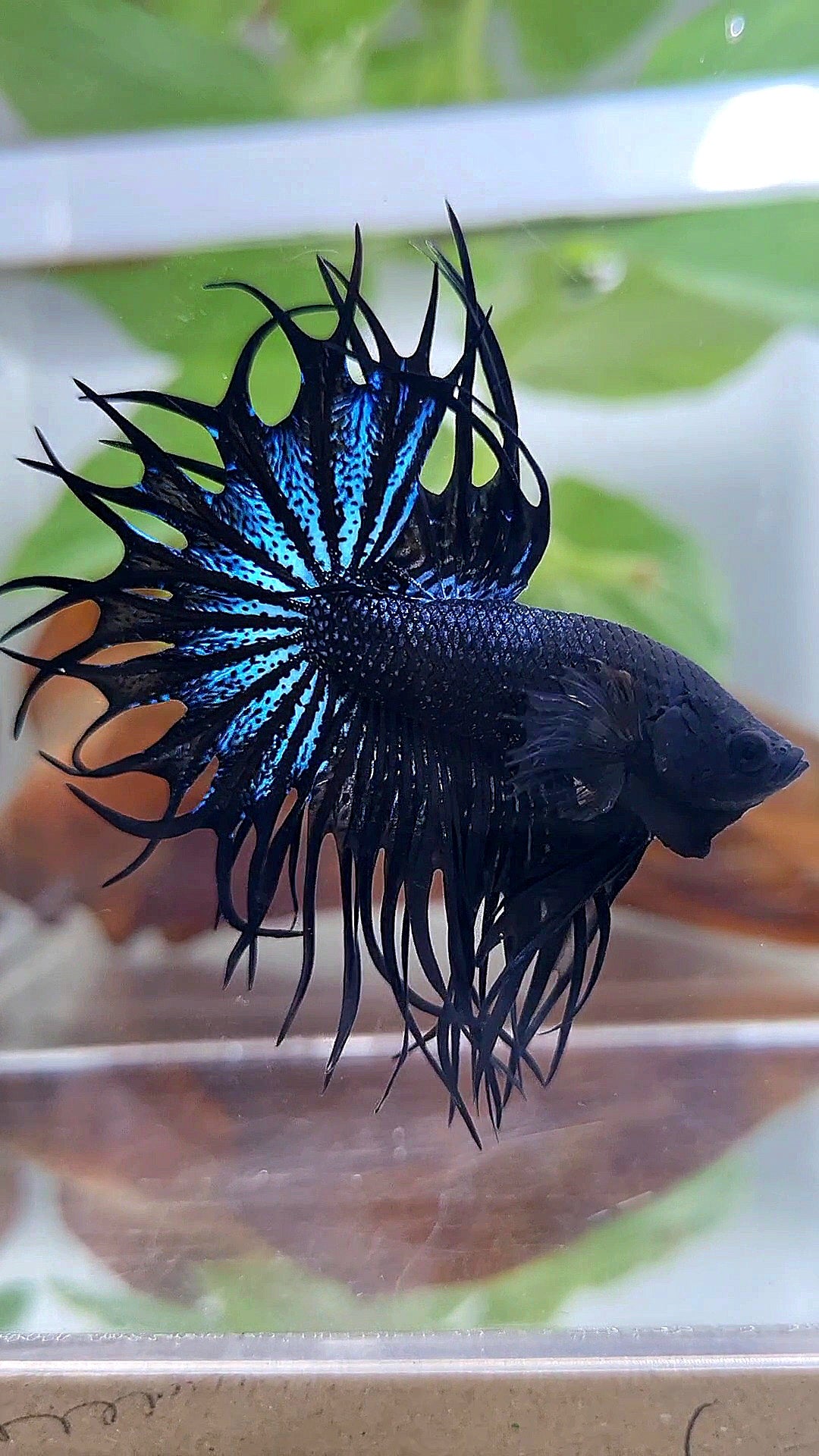 LUXURY KING CROWNTAIL BLACK ORCHID BETTA FISH