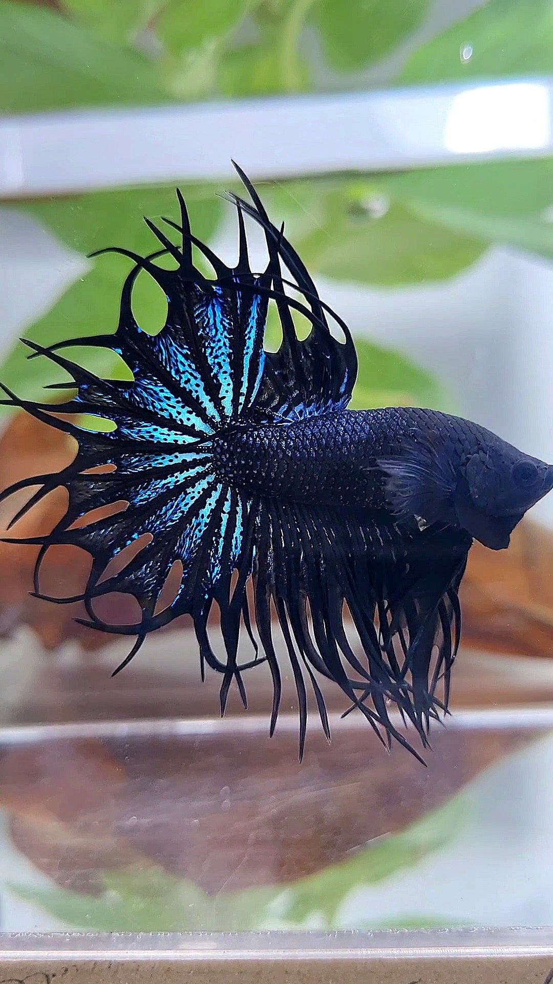 LUXURY KING CROWNTAIL BLACK ORCHID BETTA FISH