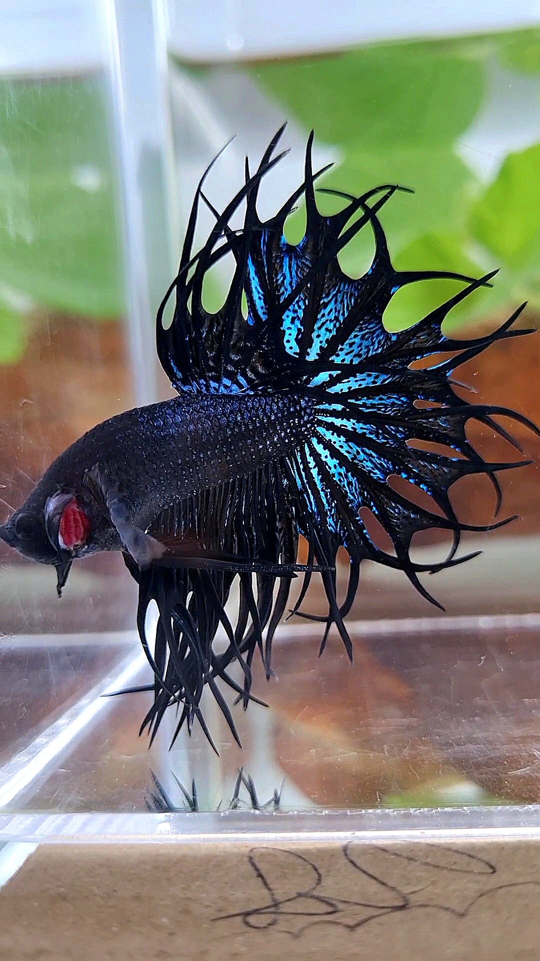 LUXURY KING CROWNTAIL BLACK ORCHID BETTA FISH