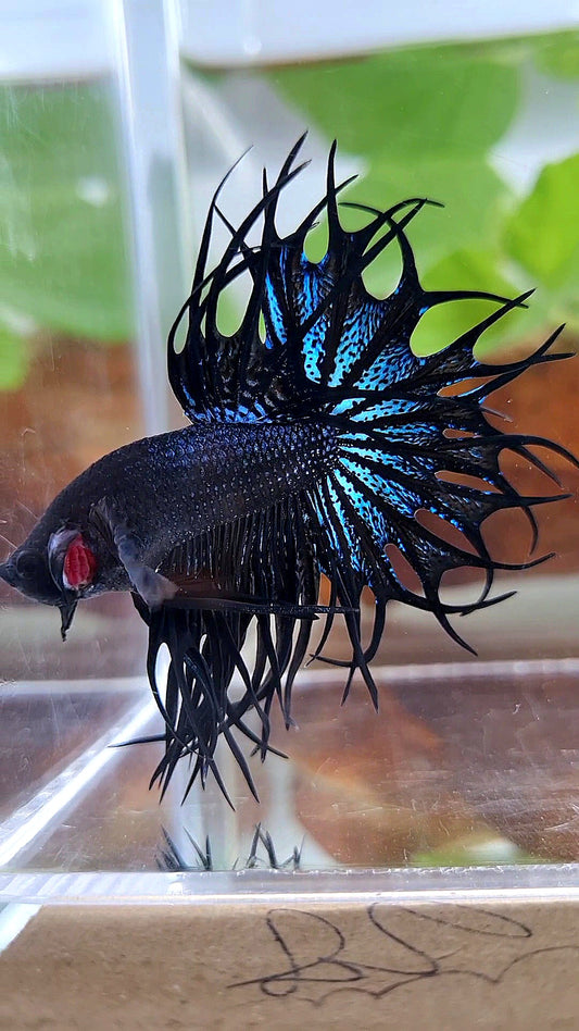 LUXURY KING CROWNTAIL BLACK ORCHID BETTA FISH
