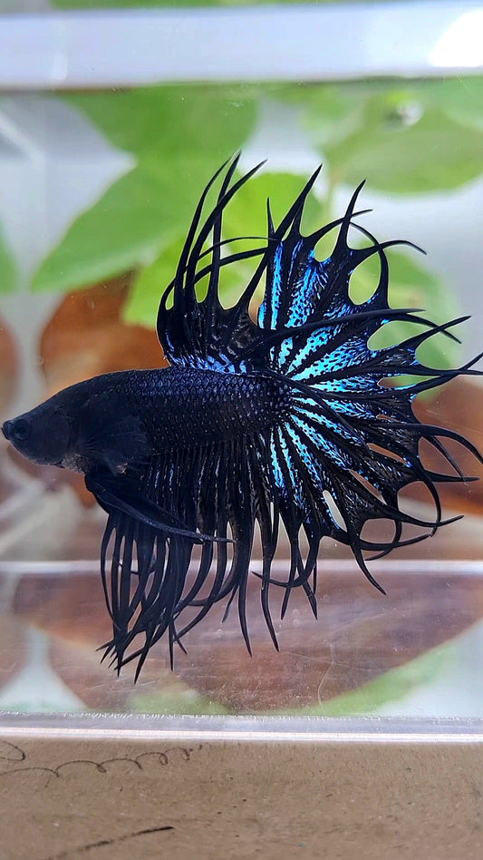 LUXURY KING CROWNTAIL BLACK ORCHID BETTA FISH