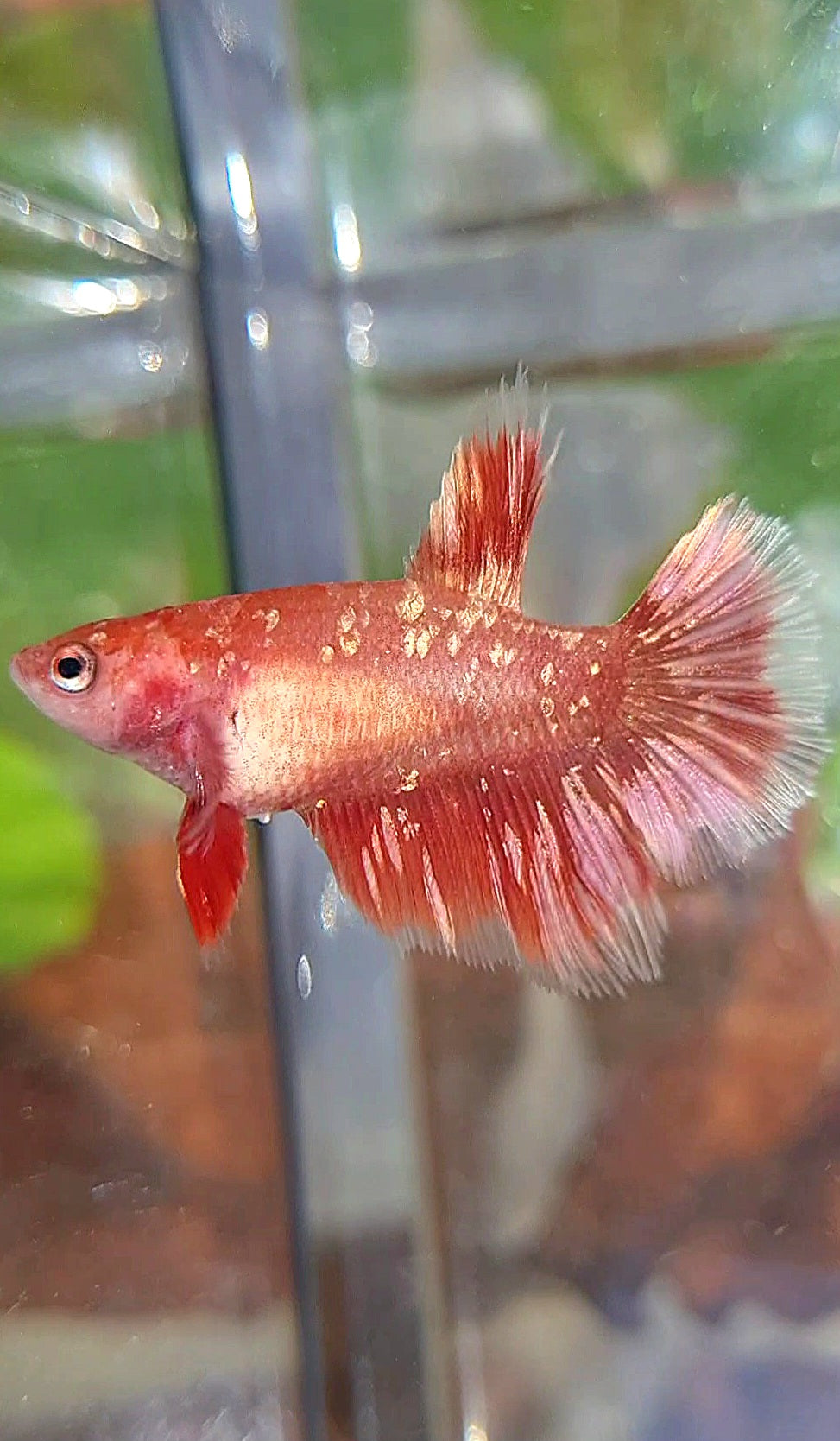 FEMALE HALFMOON RED GOLD GALAXY RGG BETTA FISH