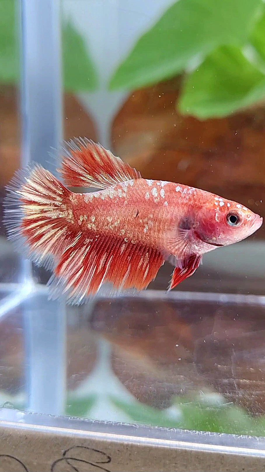 FEMALE HALFMOON RED GOLD GALAXY RGG BETTA FISH