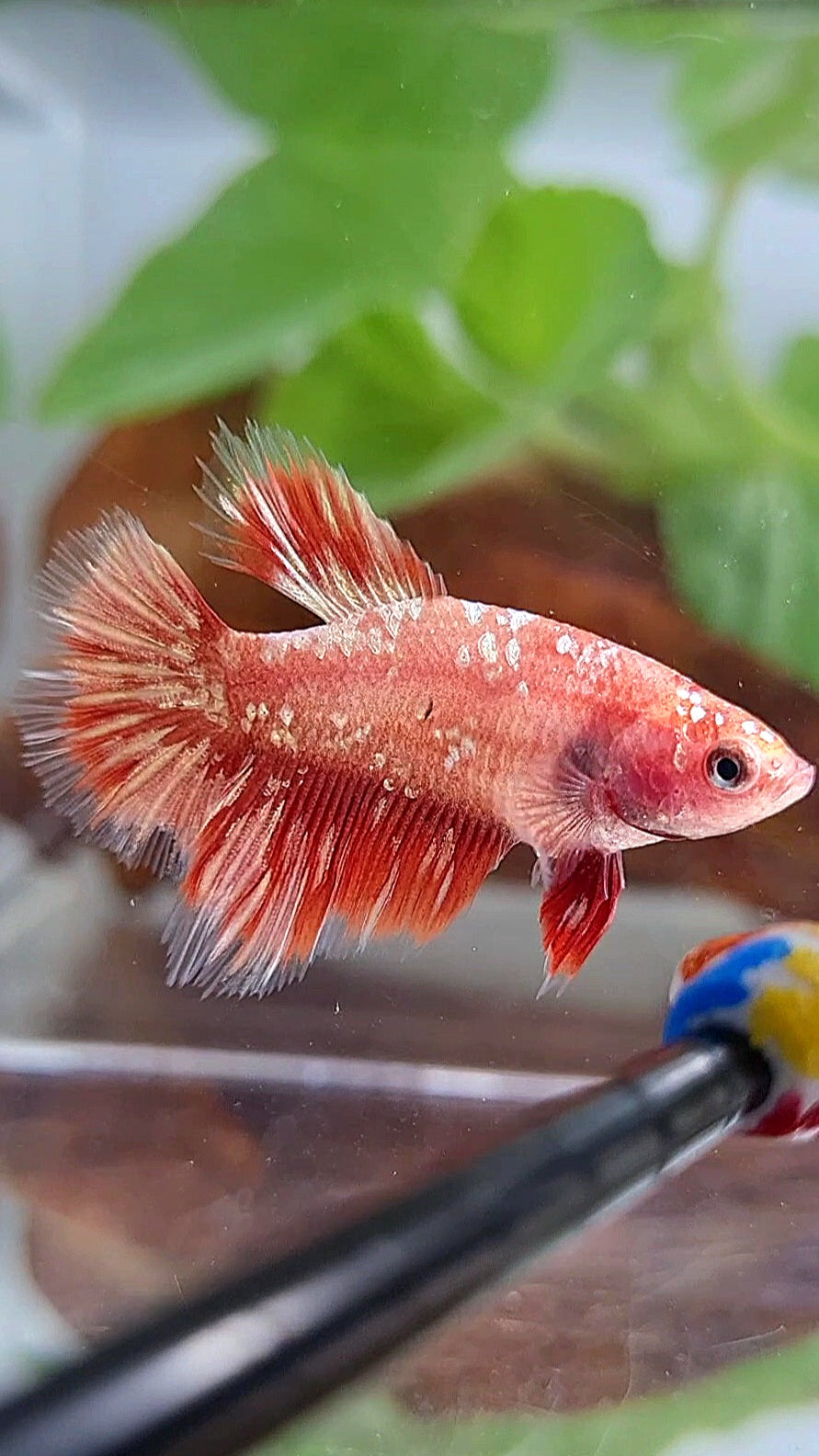 FEMALE HALFMOON RED GOLD GALAXY RGG BETTA FISH