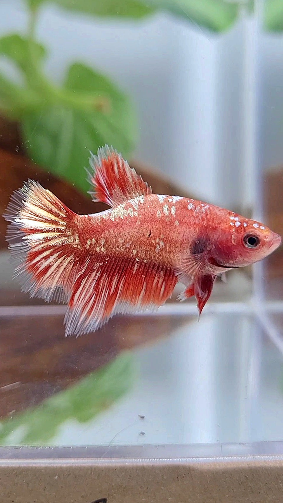 FEMALE HALFMOON RED GOLD GALAXY RGG BETTA FISH