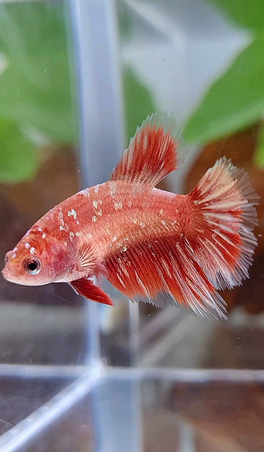 FEMALE HALFMOON RED GOLD GALAXY RGG BETTA FISH