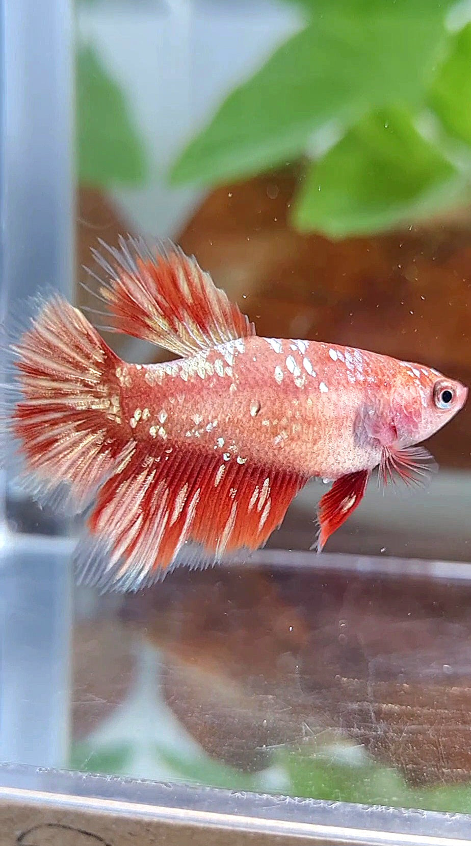 FEMALE HALFMOON RED GOLD GALAXY RGG BETTA FISH