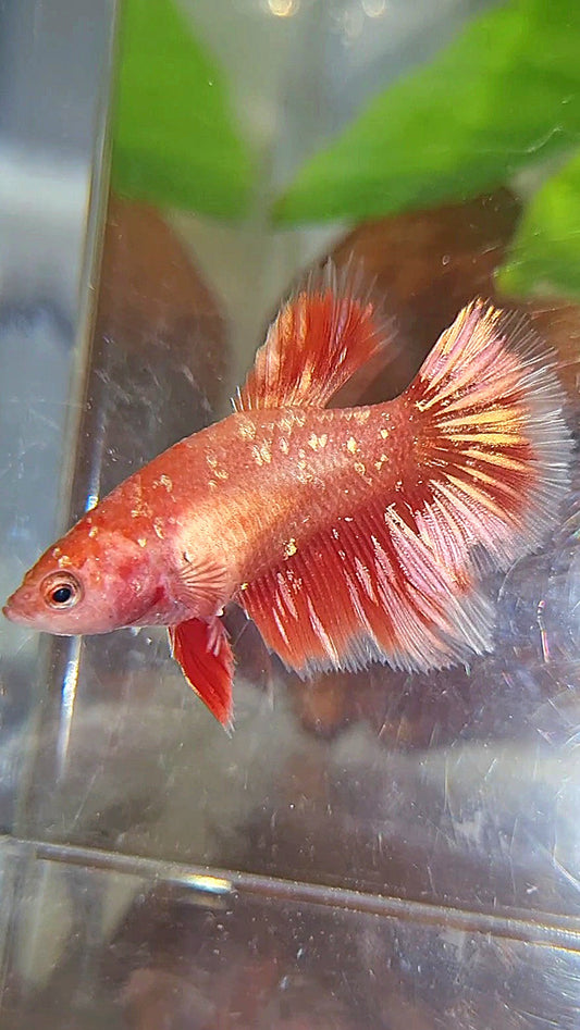 FEMALE HALFMOON RED GOLD GALAXY RGG BETTA FISH