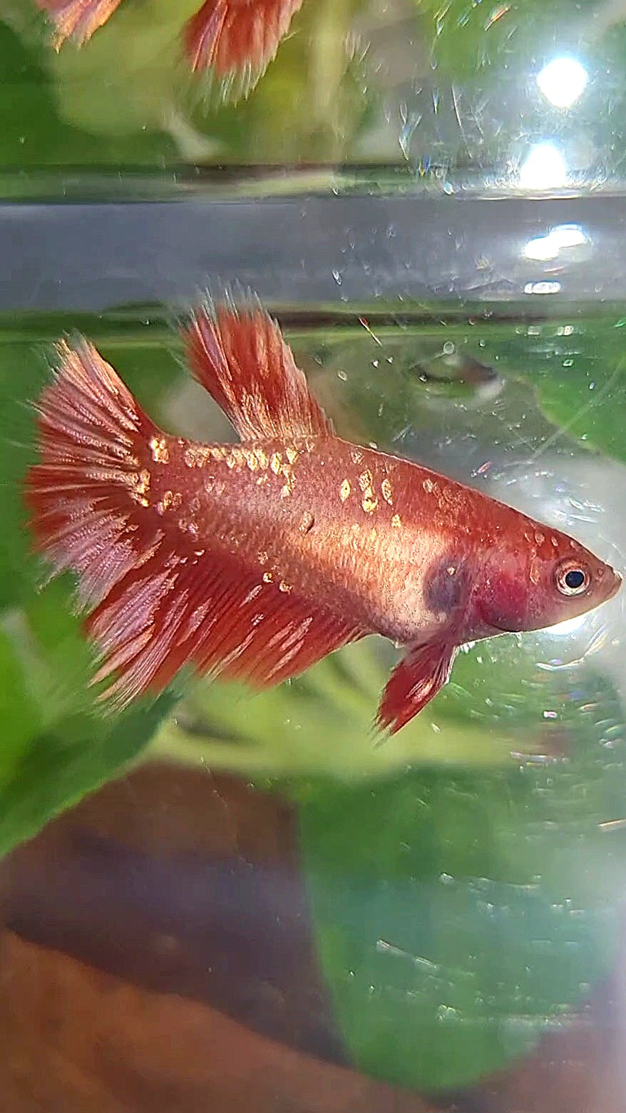 FEMALE HALFMOON RED GOLD GALAXY RGG BETTA FISH