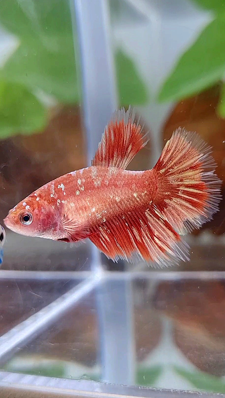 FEMALE HALFMOON RED GOLD GALAXY RGG BETTA FISH