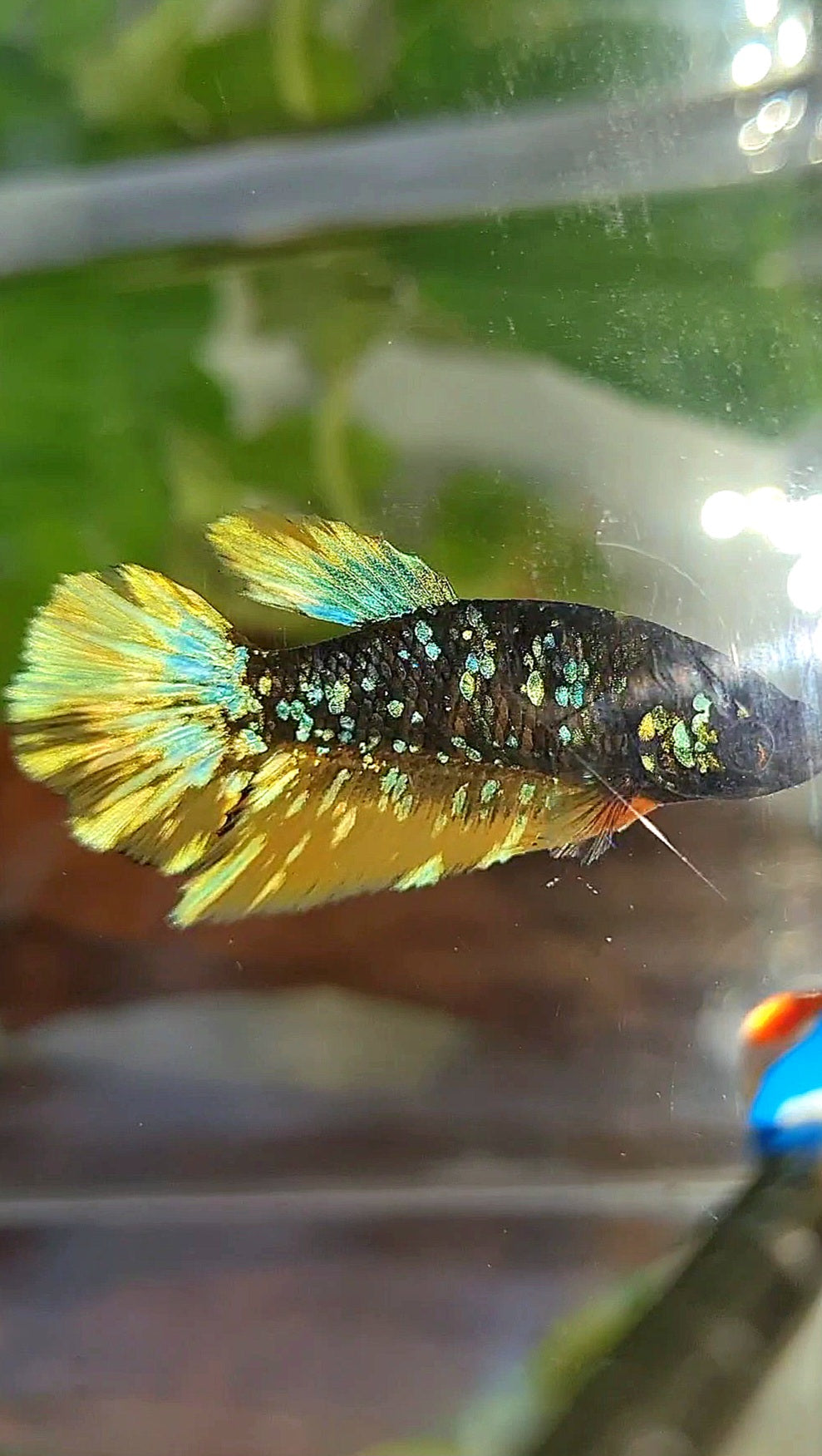 FEMALE HALFMOON BLACK GALAXY BLUE AVATAR YELLOW THUNDER BETTA FISH