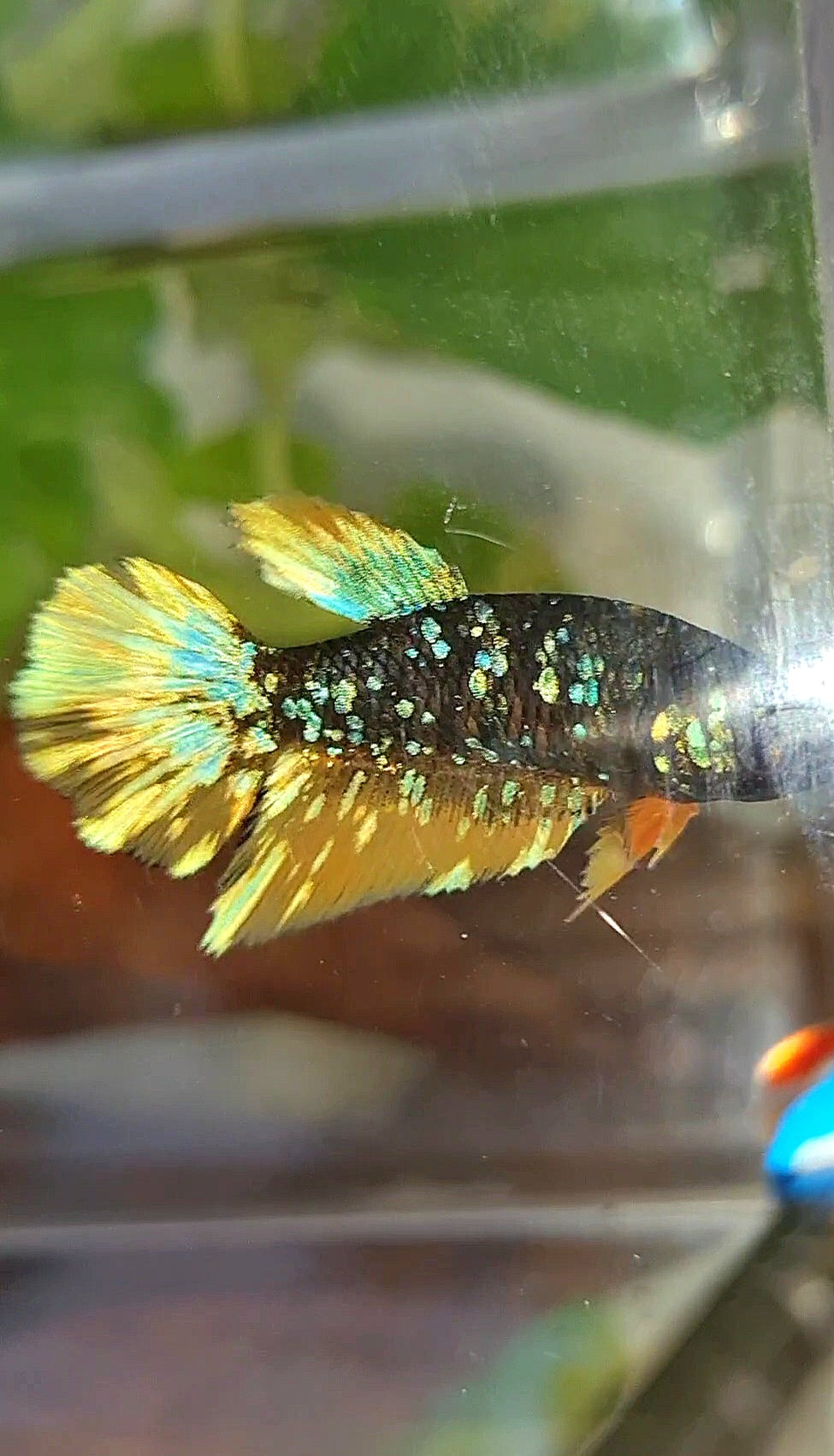 FEMALE HALFMOON BLACK GALAXY BLUE AVATAR YELLOW THUNDER BETTA FISH