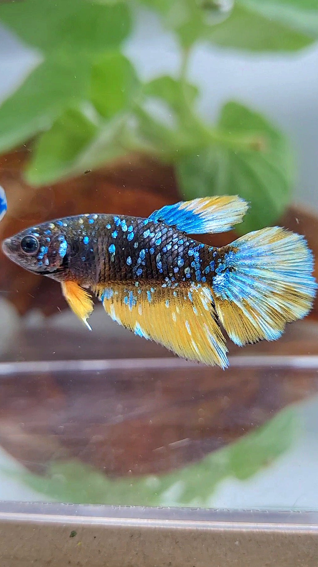 FEMALE HALFMOON BLACK GALAXY BLUE AVATAR YELLOW THUNDER BETTA FISH