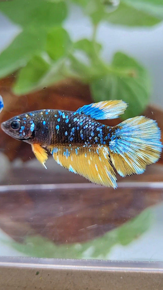 FEMALE HALFMOON BLACK GALAXY BLUE AVATAR YELLOW THUNDER BETTA FISH