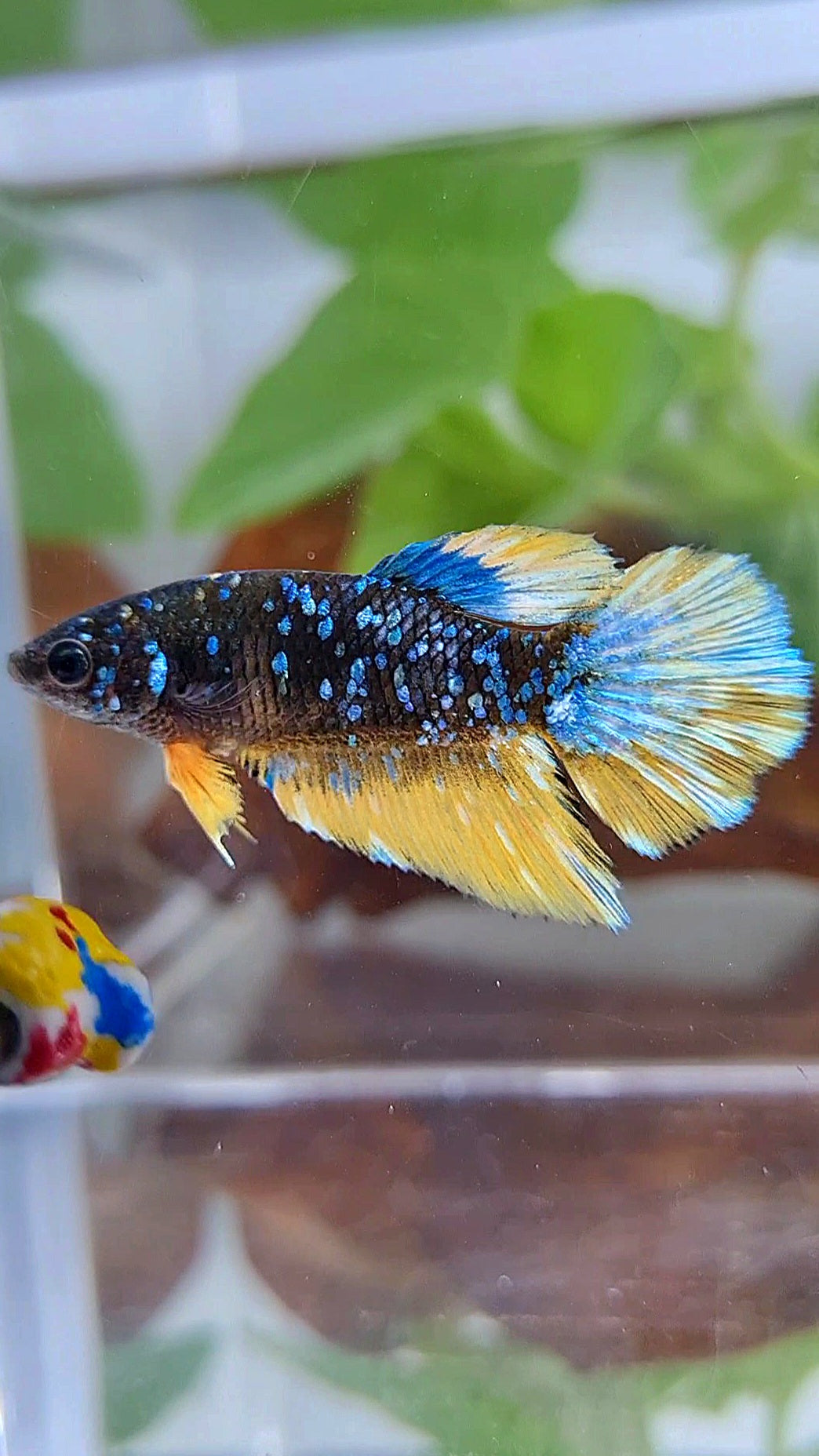 FEMALE HALFMOON BLACK GALAXY BLUE AVATAR YELLOW THUNDER BETTA FISH