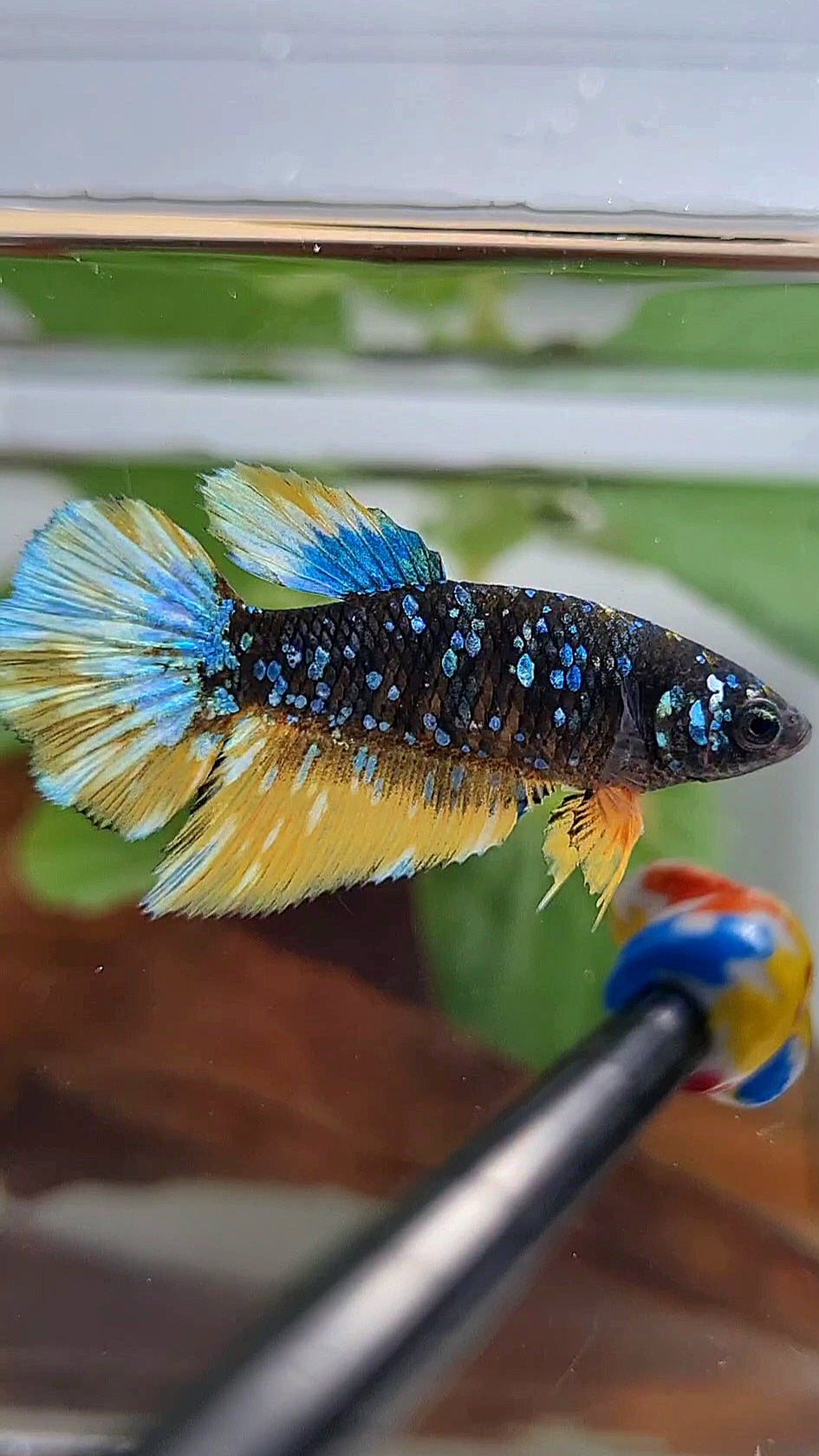 FEMALE HALFMOON BLACK GALAXY BLUE AVATAR YELLOW THUNDER BETTA FISH