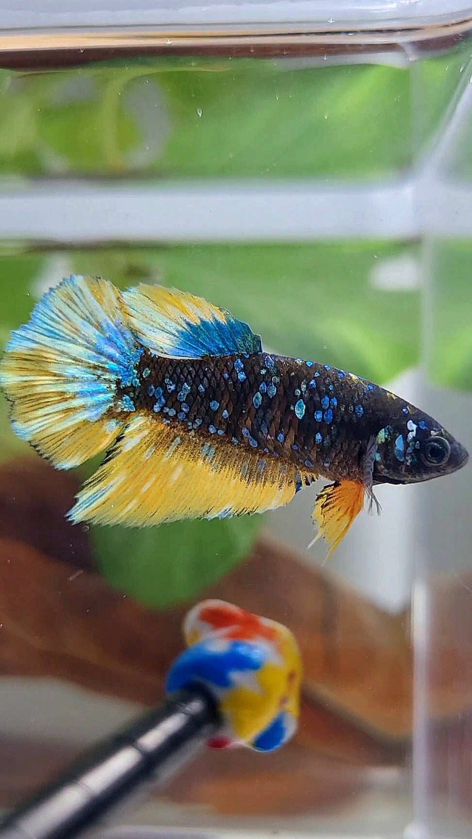 FEMALE HALFMOON BLACK GALAXY BLUE AVATAR YELLOW THUNDER BETTA FISH