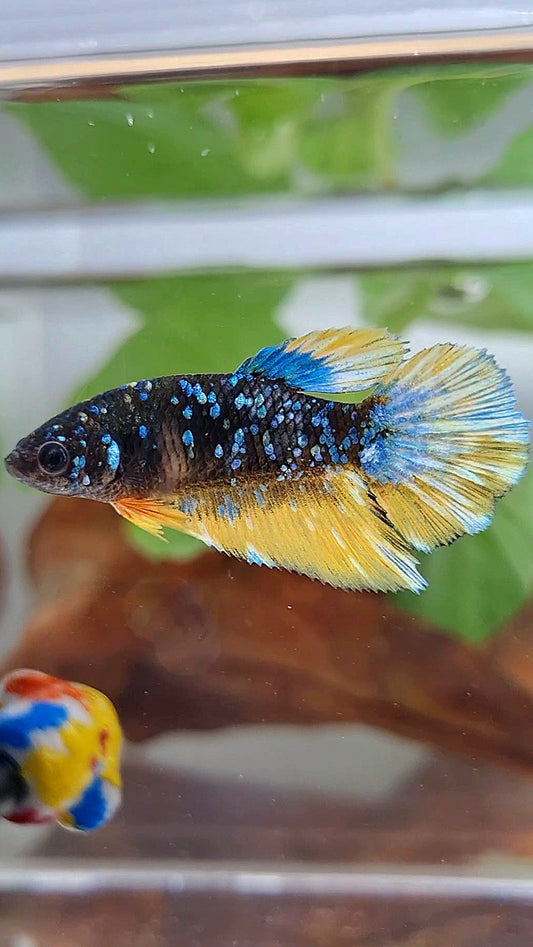 3 FISH PAIR HALFMOON AVATAR GALAXY YELLOW PATTERN & FEMALE HALFMOON DOTS BETTA FISH