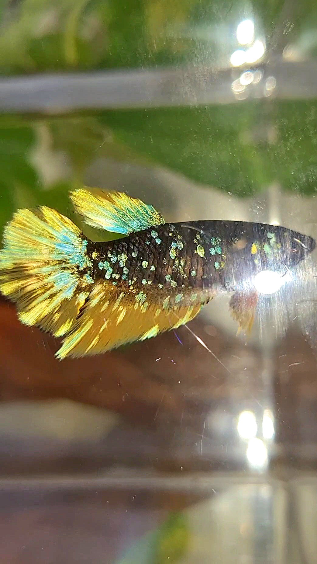 FEMALE HALFMOON BLACK GALAXY BLUE AVATAR YELLOW THUNDER BETTA FISH