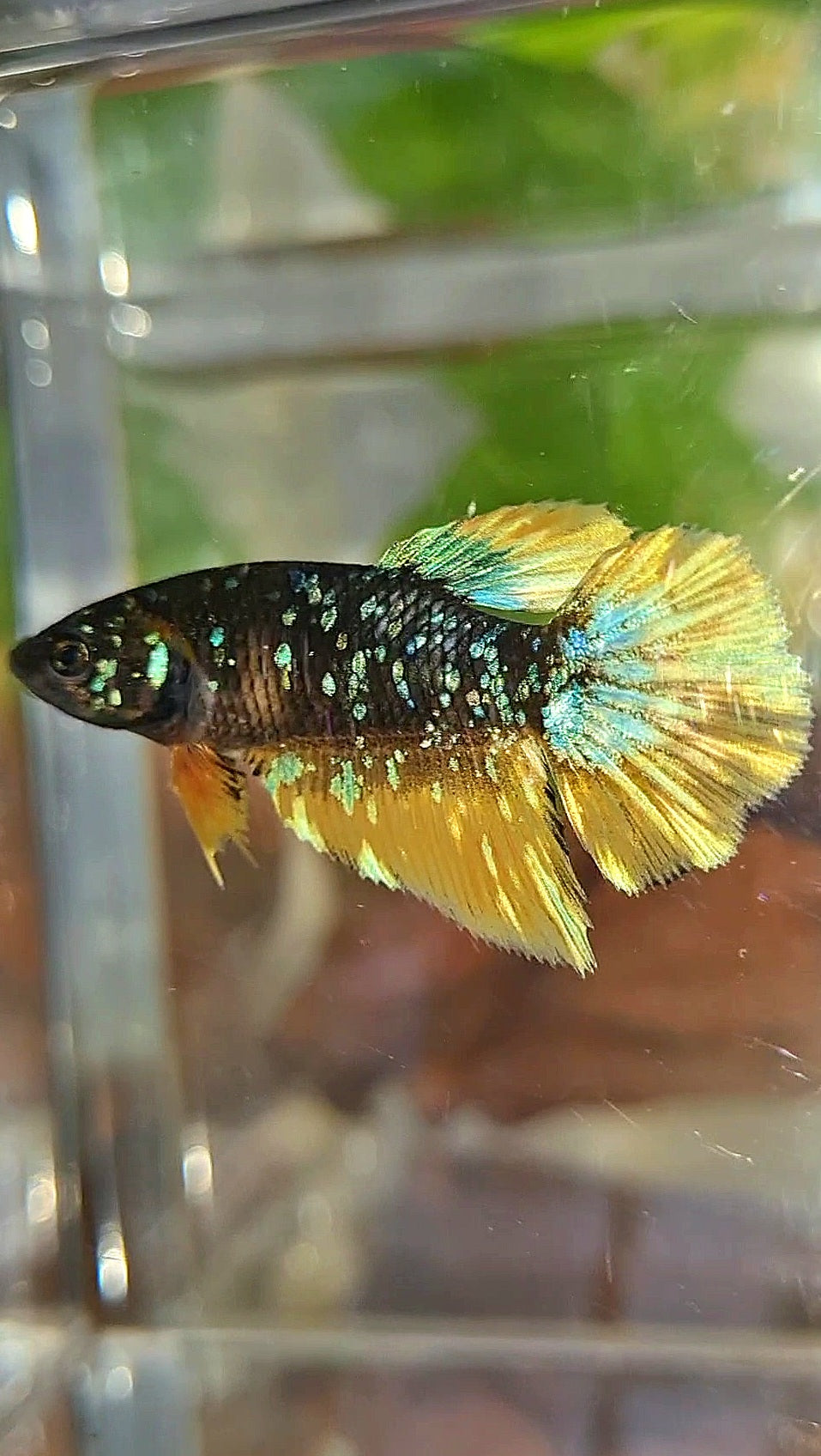 FEMALE HALFMOON BLACK GALAXY BLUE AVATAR YELLOW THUNDER BETTA FISH