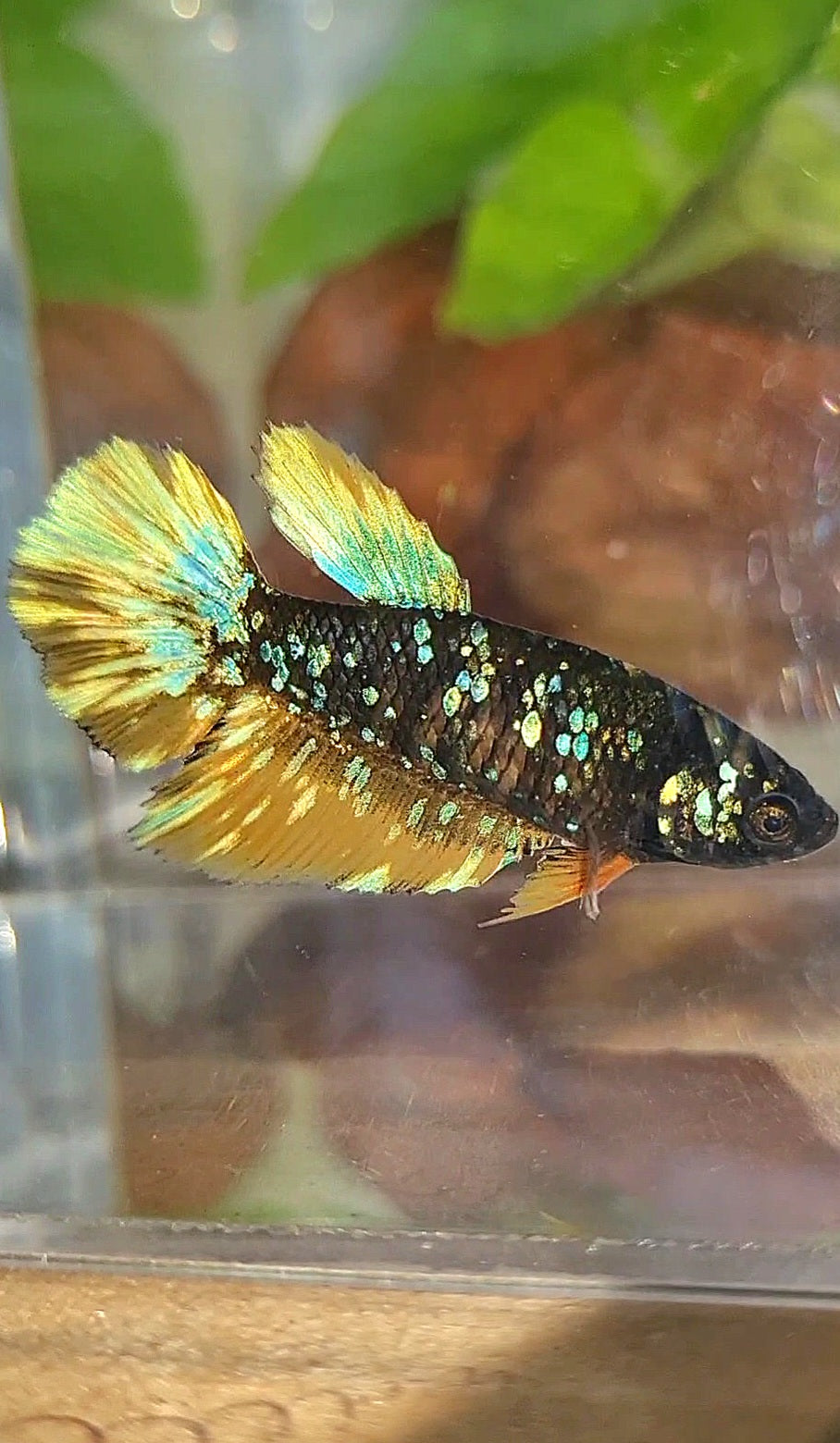 FEMALE HALFMOON BLACK GALAXY BLUE AVATAR YELLOW THUNDER BETTA FISH