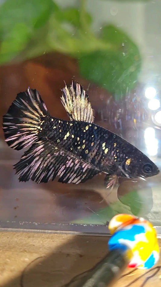 FEMALE HALFMOON BLACK GALAXY AVATAR COPPER BETTA FISH