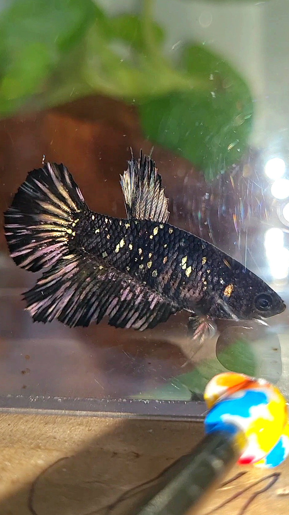 FEMALE HALFMOON BLACK GALAXY AVATAR COPPER BETTA FISH