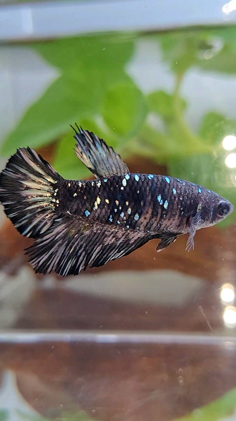 FEMALE HALFMOON BLACK GALAXY AVATAR COPPER BETTA FISH