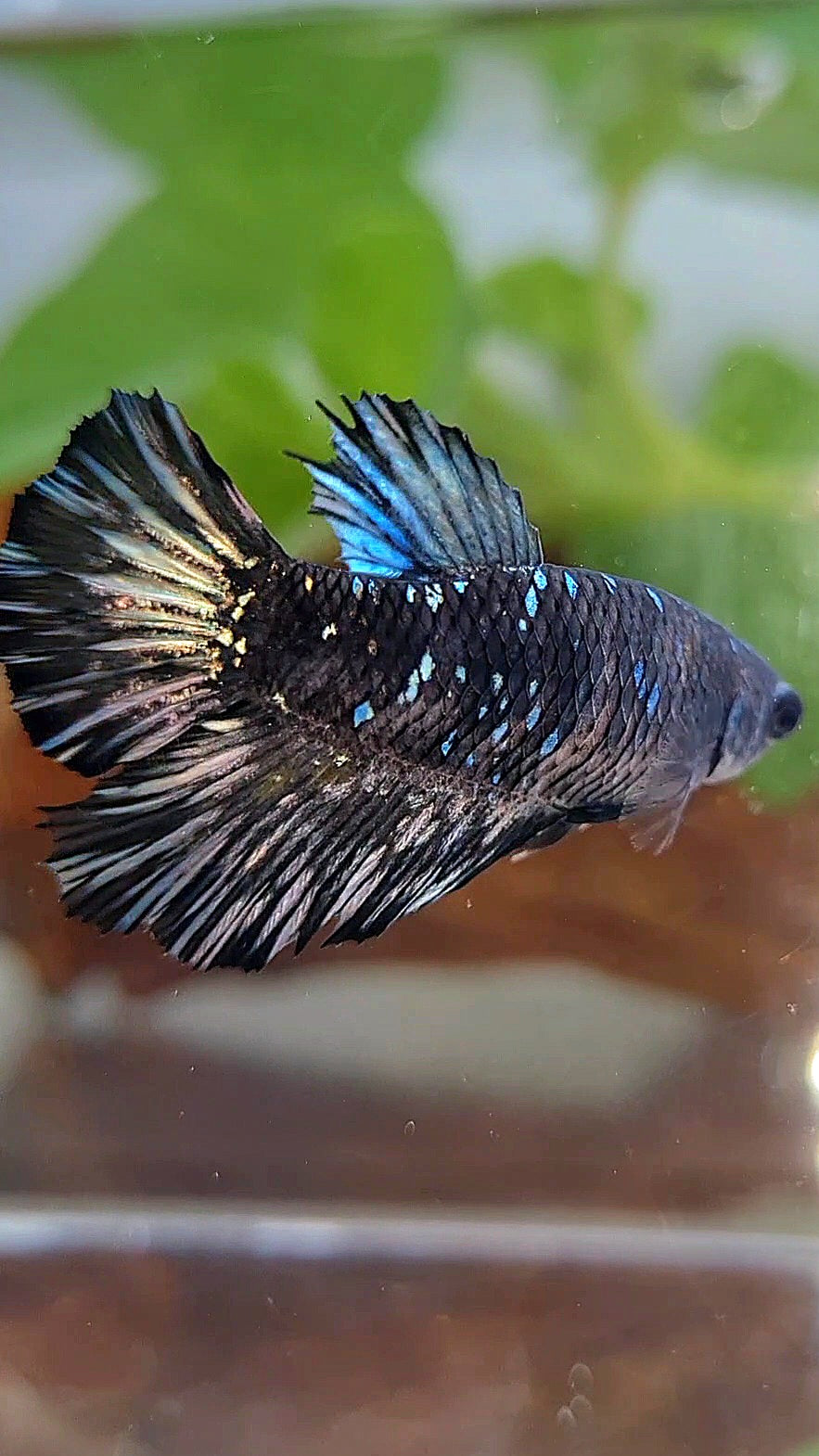 FEMALE HALFMOON BLACK GALAXY AVATAR COPPER BETTA FISH