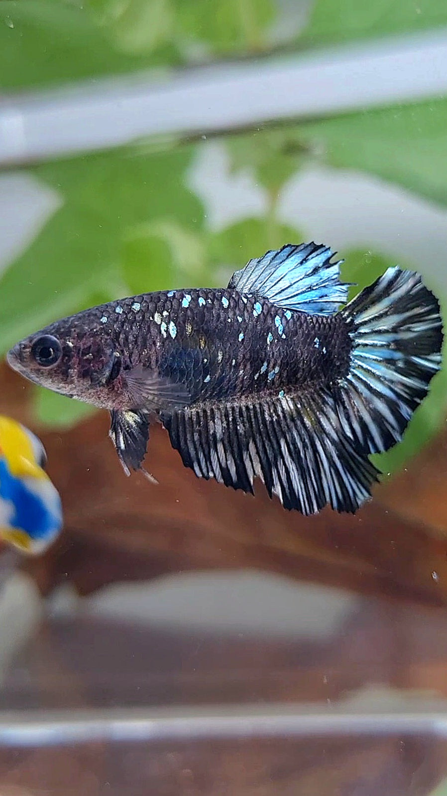 FEMALE HALFMOON BLACK GALAXY AVATAR COPPER BETTA FISH