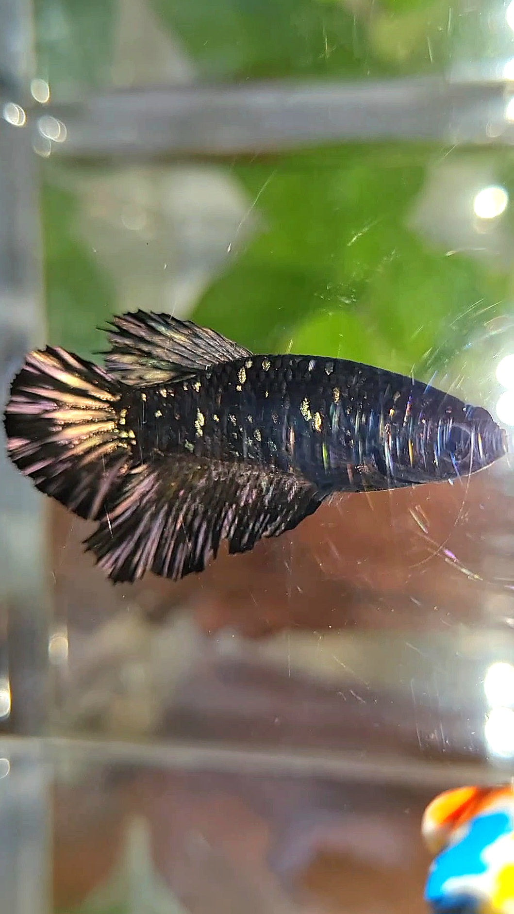 FEMALE HALFMOON BLACK GALAXY AVATAR COPPER BETTA FISH