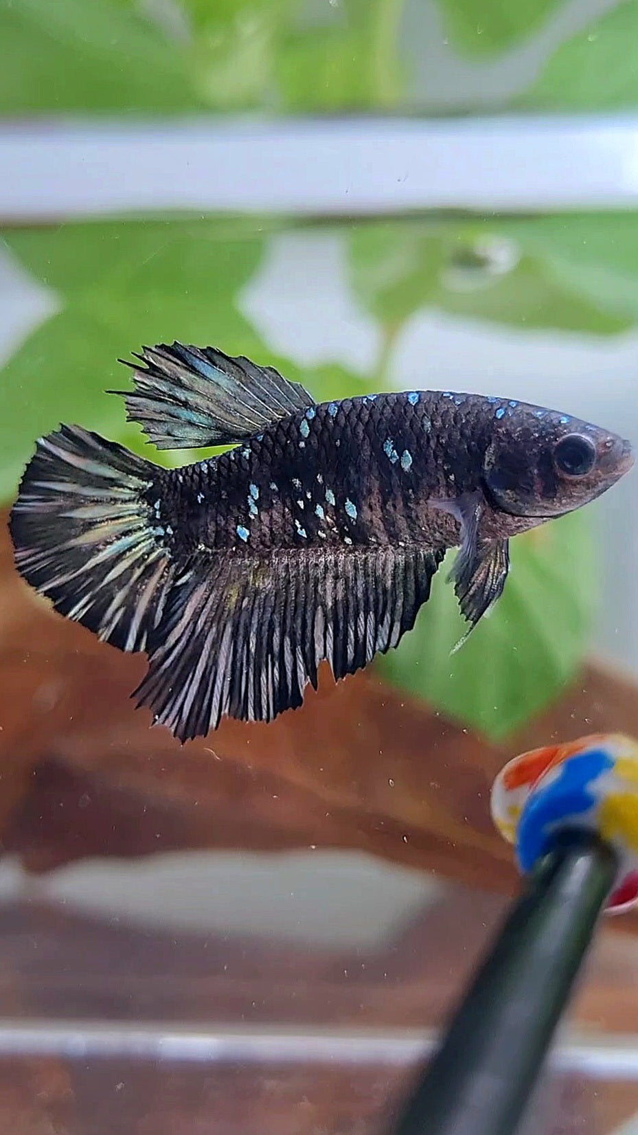 FEMALE HALFMOON BLACK GALAXY AVATAR COPPER BETTA FISH