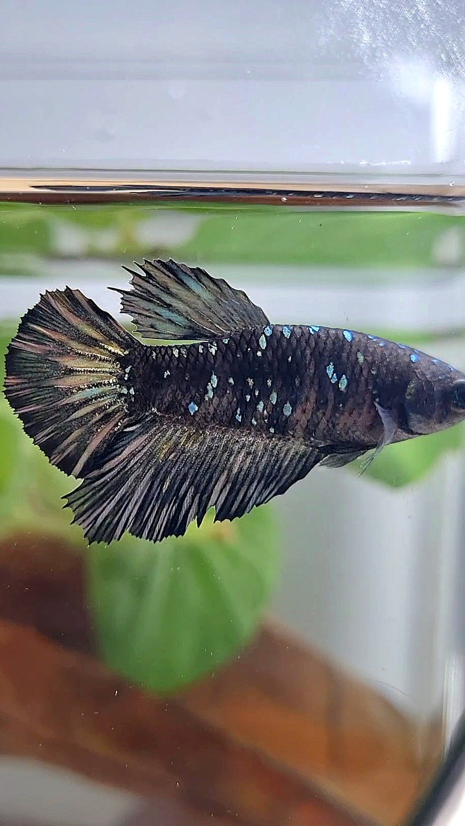 FEMALE HALFMOON BLACK GALAXY AVATAR COPPER BETTA FISH