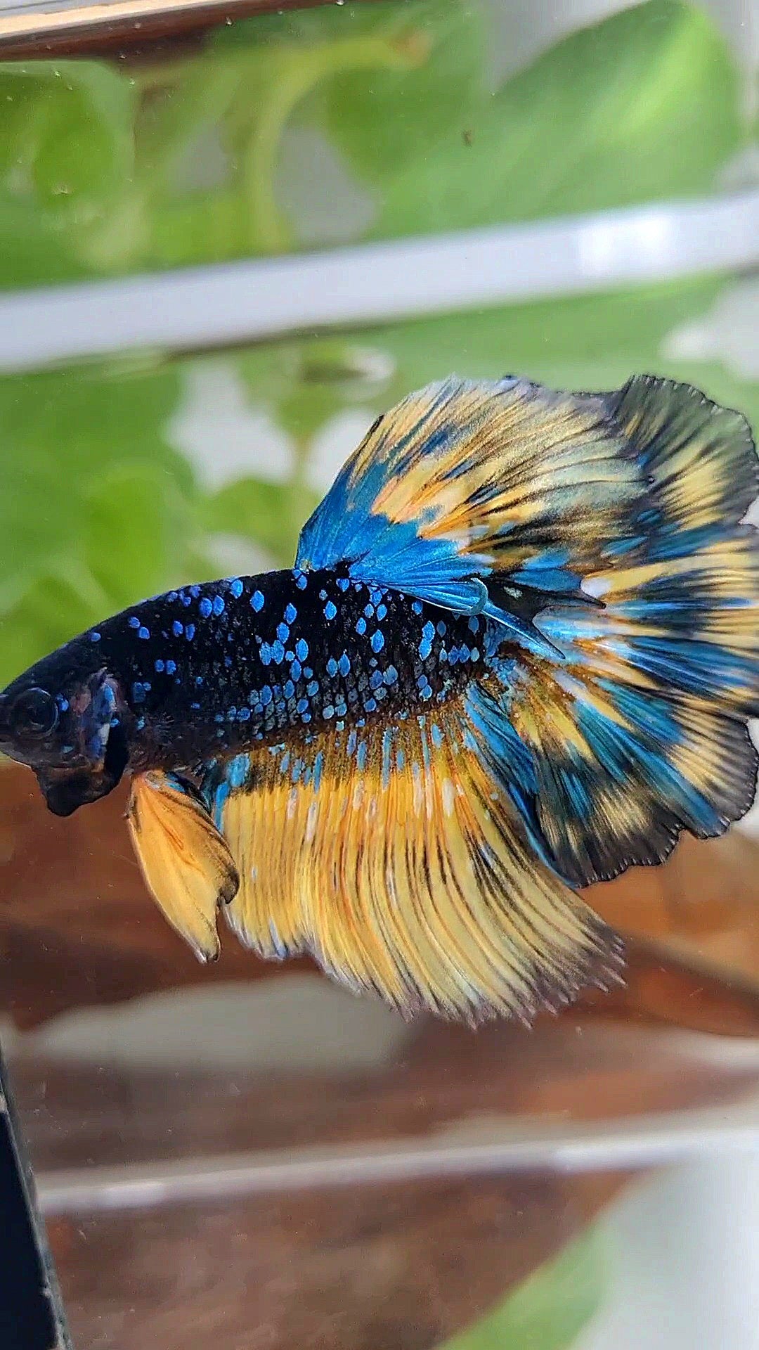 LUXURY HALFMOON ROSETAIL BLACK GALAXY BLUE AVATAR YELLOW THUNDER PATTERN BETTA FISH