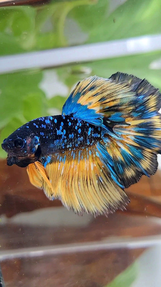 LUXURY HALFMOON ROSETAIL BLACK GALAXY BLUE AVATAR YELLOW THUNDER PATTERN BETTA FISH