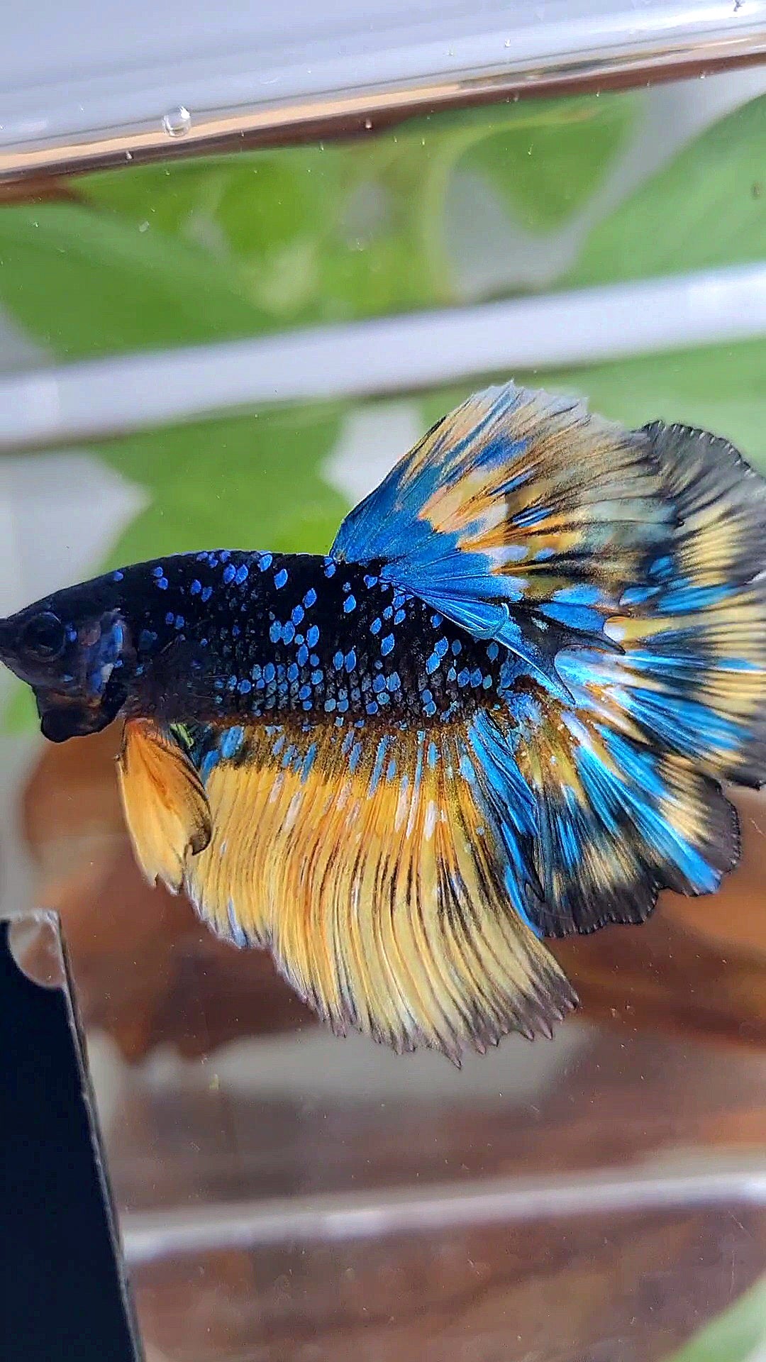 LUXURY HALFMOON ROSETAIL BLACK GALAXY BLUE AVATAR YELLOW THUNDER PATTERN BETTA FISH