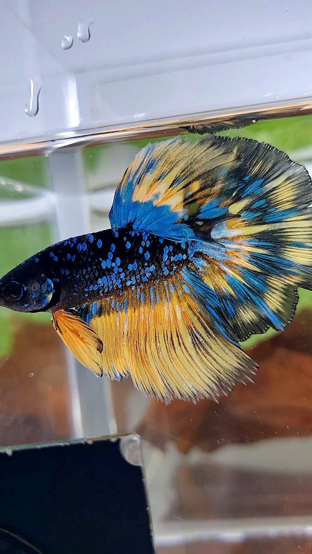 LUXURY HALFMOON ROSETAIL BLACK GALAXY BLUE AVATAR YELLOW THUNDER PATTERN BETTA FISH