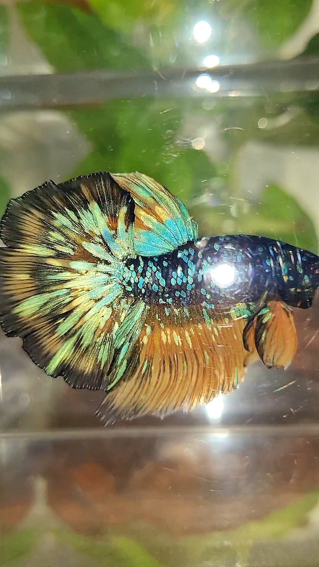LUXURY HALFMOON ROSETAIL BLACK GALAXY BLUE AVATAR YELLOW THUNDER PATTERN BETTA FISH