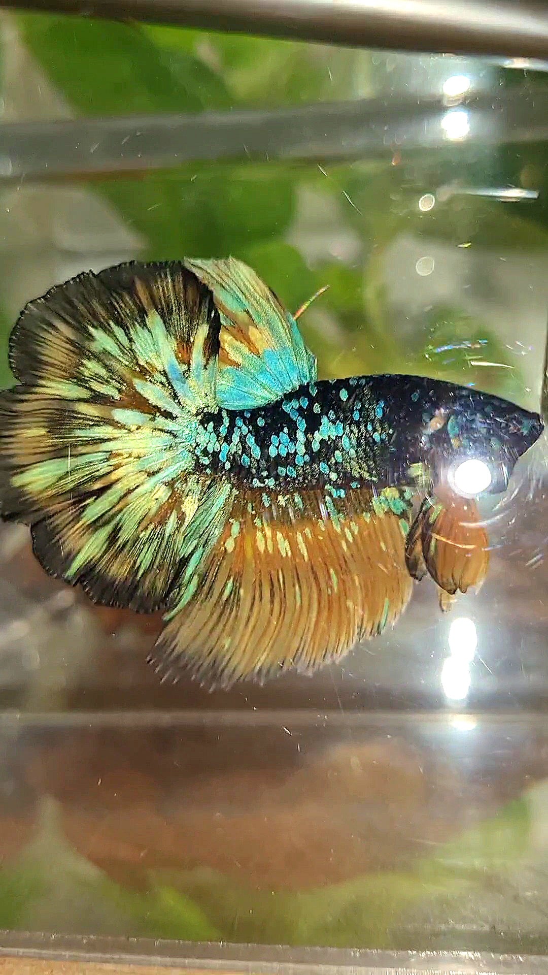 LUXURY HALFMOON ROSETAIL BLACK GALAXY BLUE AVATAR YELLOW THUNDER PATTERN BETTA FISH