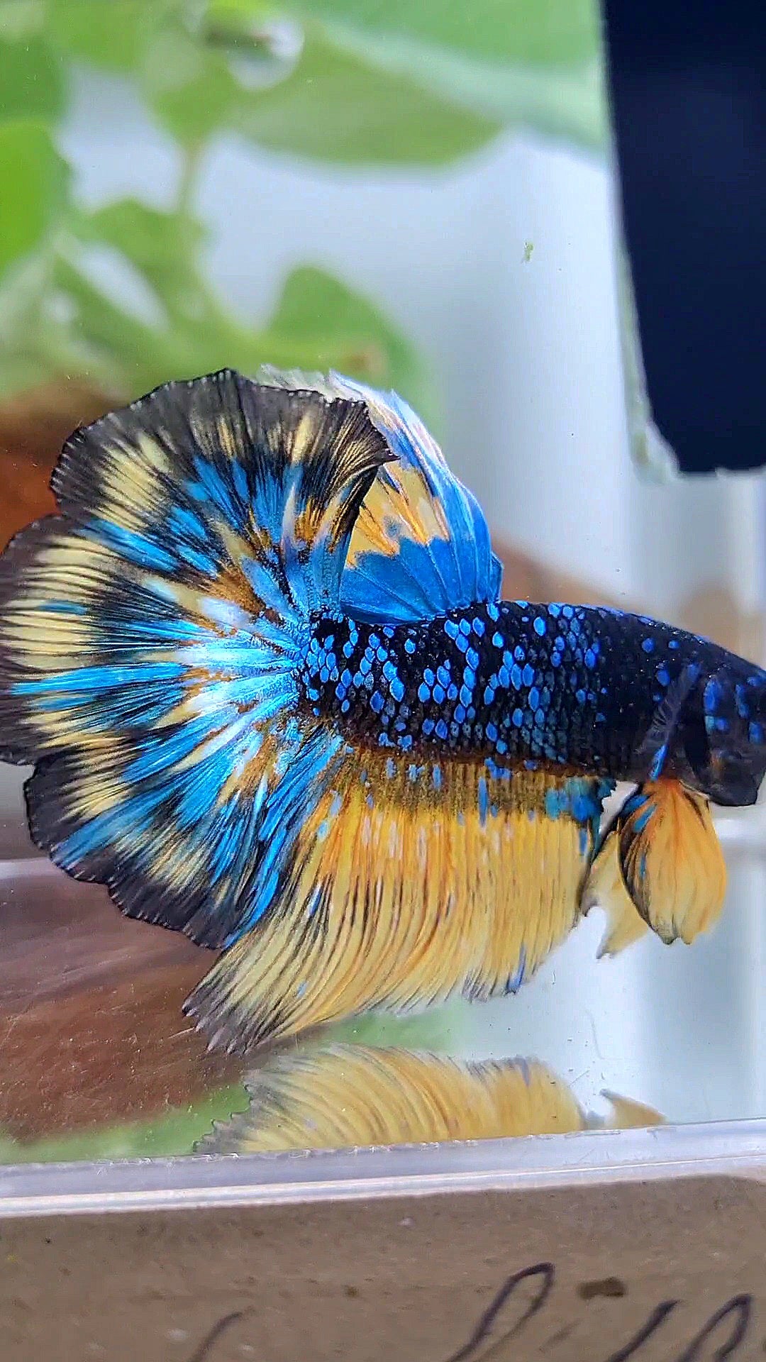 LUXURY HALFMOON ROSETAIL BLACK GALAXY BLUE AVATAR YELLOW THUNDER PATTERN BETTA FISH