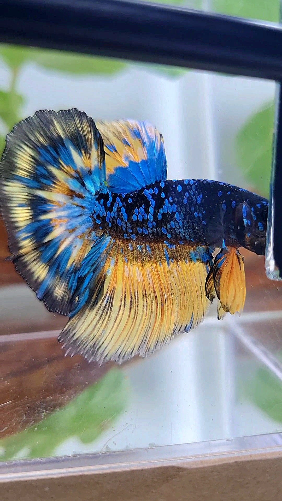LUXURY HALFMOON ROSETAIL BLACK GALAXY BLUE AVATAR YELLOW THUNDER PATTERN BETTA FISH