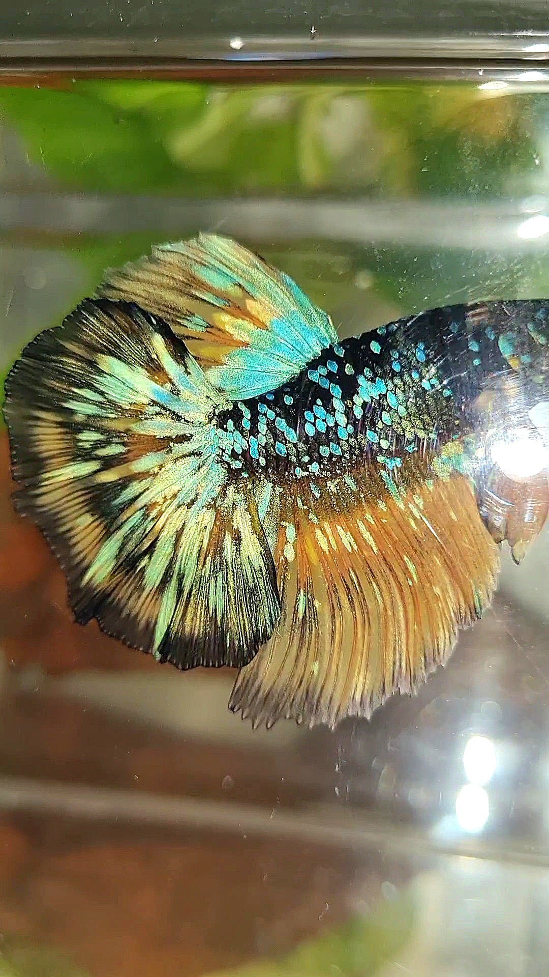 LUXURY HALFMOON ROSETAIL BLACK GALAXY BLUE AVATAR YELLOW THUNDER PATTERN BETTA FISH