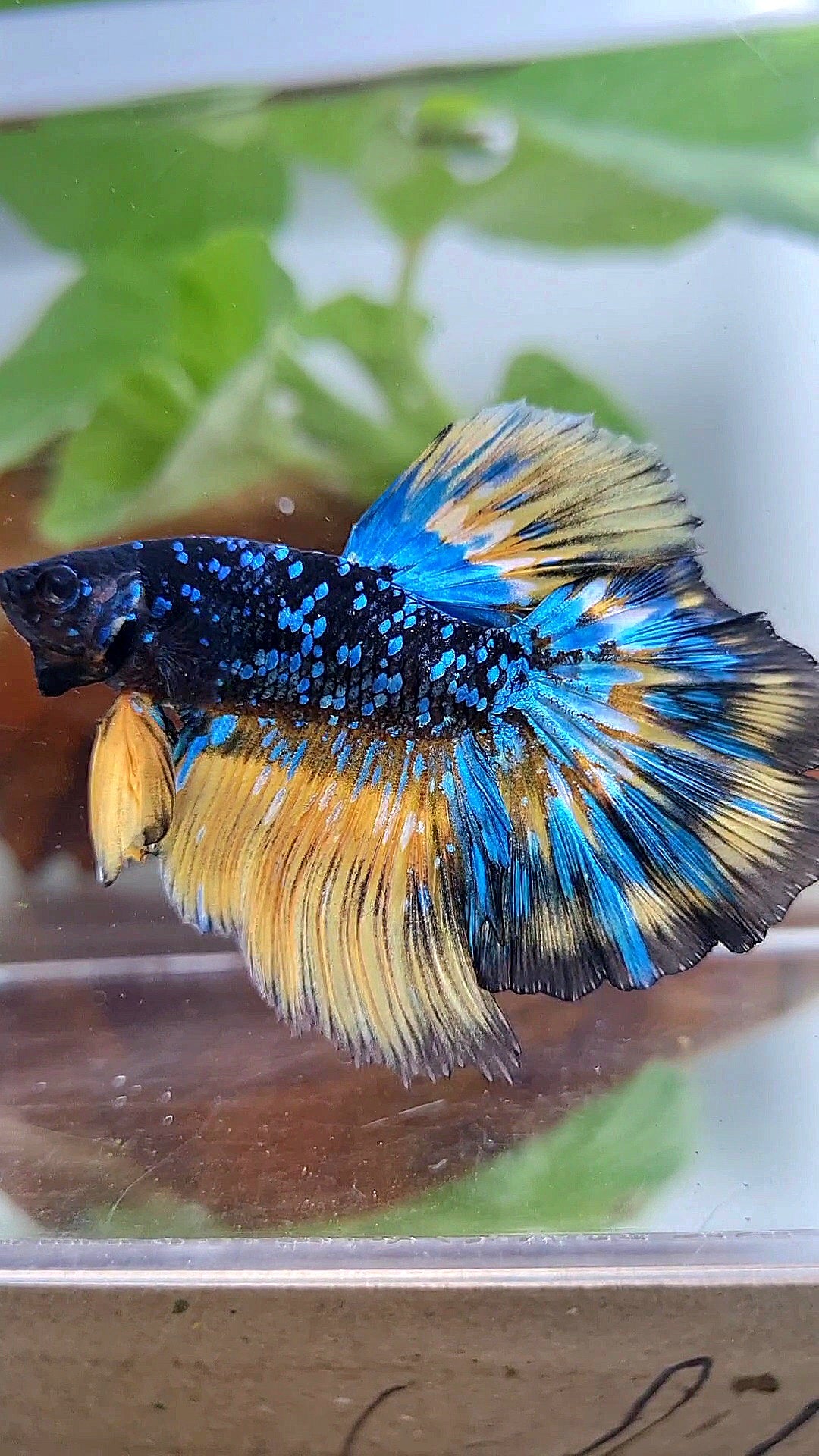 LUXURY HALFMOON ROSETAIL BLACK GALAXY BLUE AVATAR YELLOW THUNDER PATTERN BETTA FISH