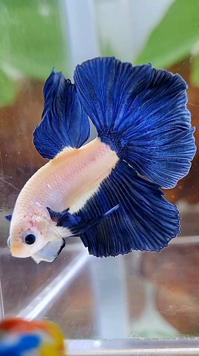HALFMOON ROSETAIL BLUE RIM BICOLOR BETTA FISH