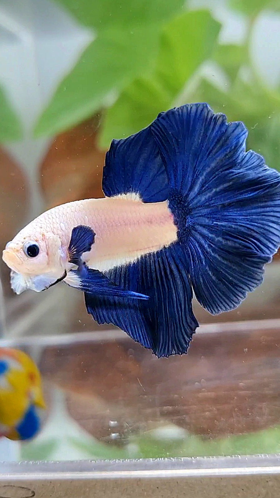 HALFMOON ROSETAIL BLUE RIM BICOLOR BETTA FISH