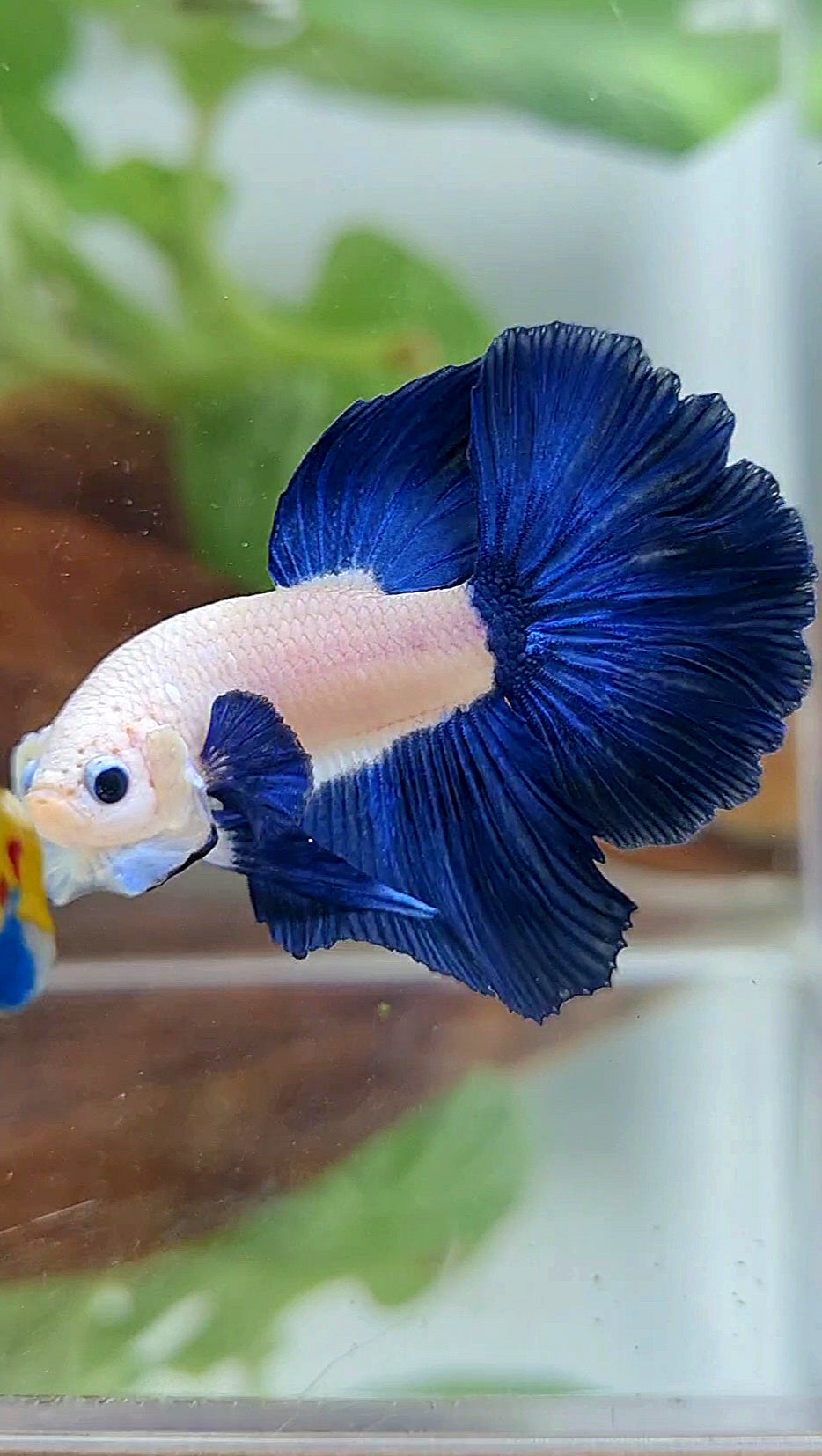 HALFMOON ROSETAIL BLUE RIM BICOLOR BETTA FISH