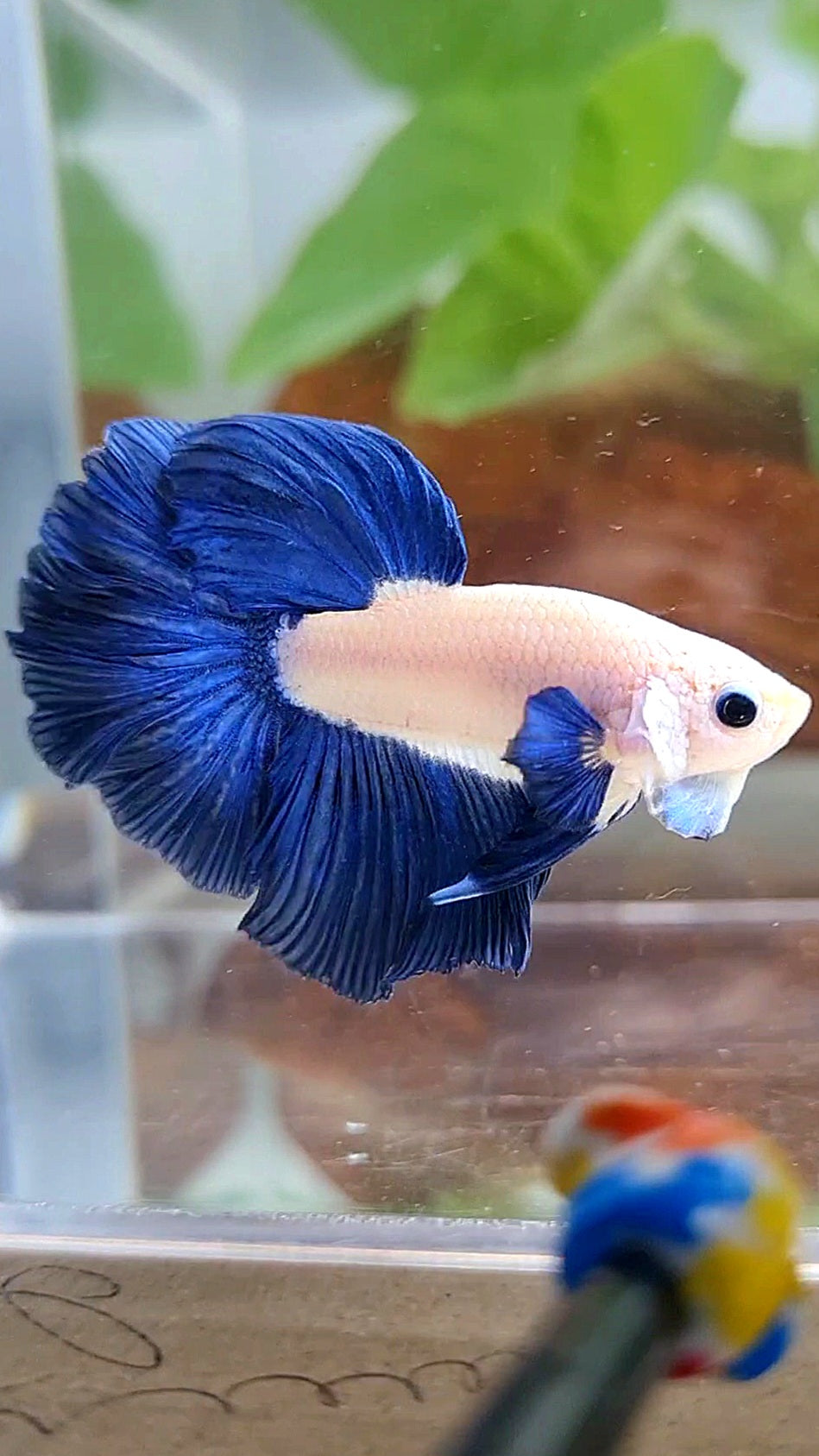 HALFMOON ROSETAIL BLUE RIM BICOLOR BETTA FISH